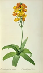 Ornithogalum Aureum, da 